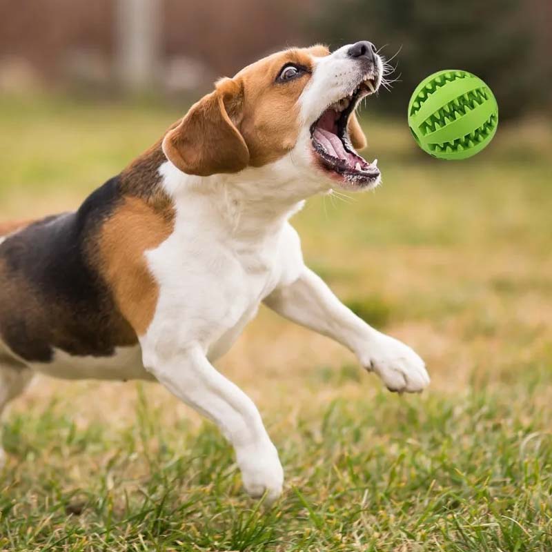 Teething Toys for Dogs