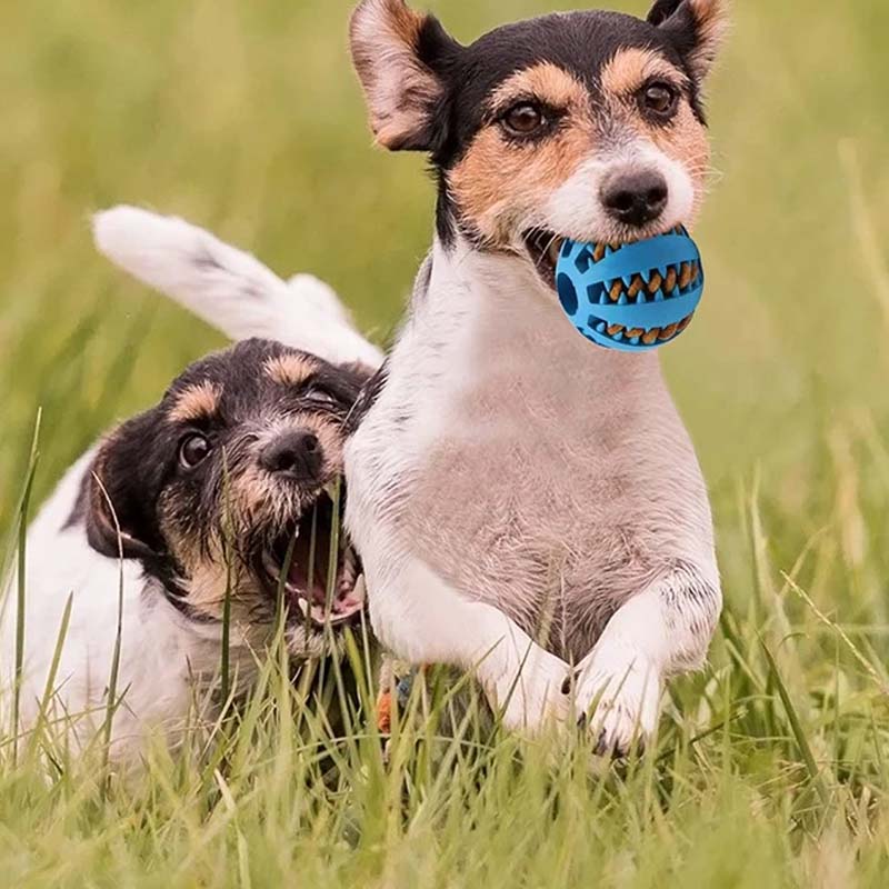 Teething Toys for Dogs