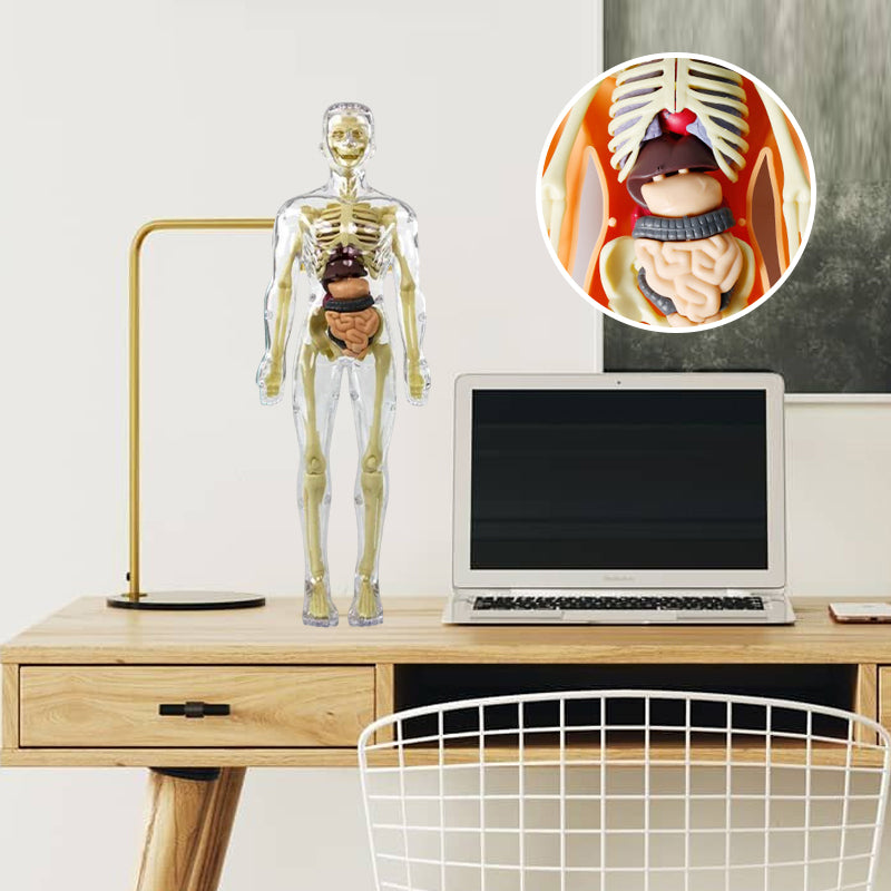 3D Anatomy Skeleton Model toy