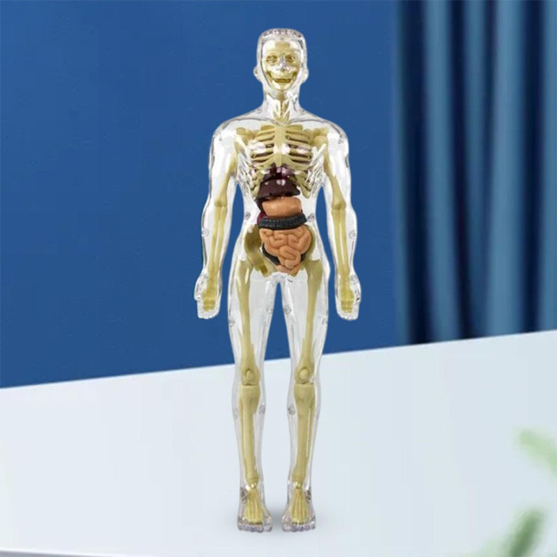 3D Anatomy Skeleton Model toy