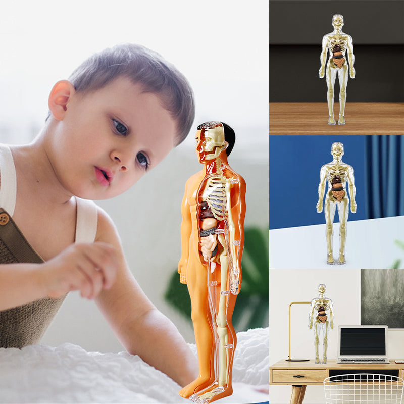 3D Anatomy Skeleton Model toy
